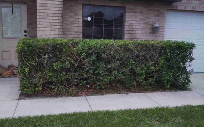 Photo of Deanna W.'s yard after getting landscaping in Deltona, FL