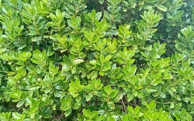 Photo of Elaine D.'s yard after getting landscaping in Good Hope, GA