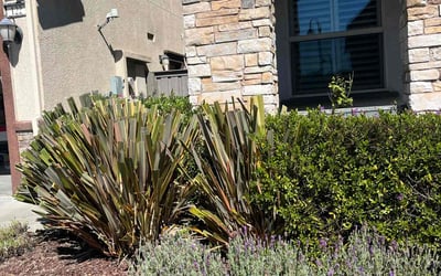 Photo of Maria G.'s yard after getting landscaping in Pacifica, CA