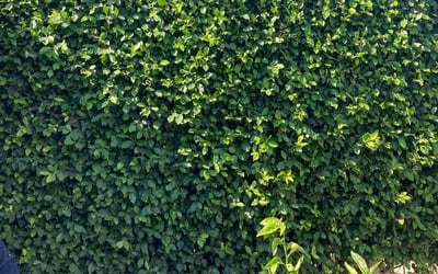 Photo of Teresa D.'s yard after getting landscaping in Sylmar, CA