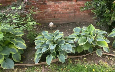Photo of Megan M.'s yard after getting landscaping in Cordova, TN