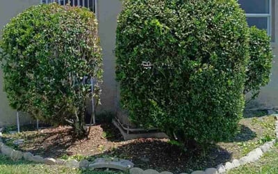 Photo of James L.'s yard after getting landscaping in Zephyrhills, FL