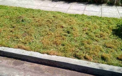 Photo of Nate M.'s yard after getting landscaping in Seattle, WA