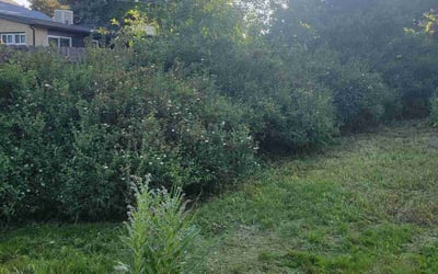 Photo of Amy M.'s yard after getting landscaping in Boulder, CO