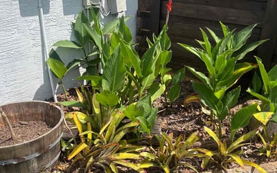 Photo of Alexandra B.'s yard after getting landscaping in Cassadaga, FL