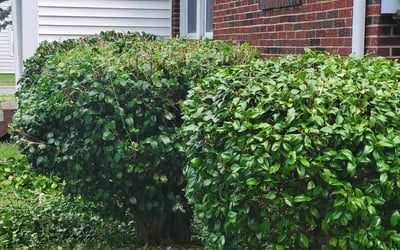 Photo of Montiqua S.'s yard after getting tree care in Hopewell, VA