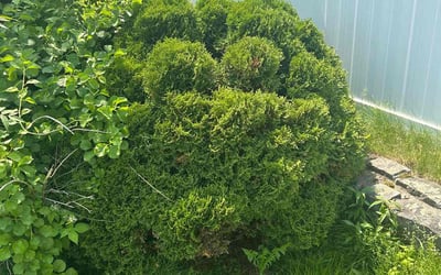 Photo of Richard M.'s yard after getting landscaping in Methuen, MA