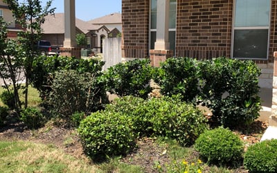 Photo of Michael J.'s yard after getting landscaping in Lackland A F B, TX