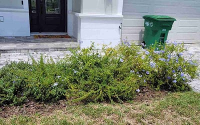 Photo of Syed A.'s yard after getting landscaping in Sun City, FL