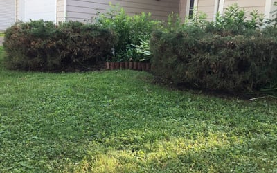 Photo of Steve H.'s yard after getting tree care in Hastings, MN