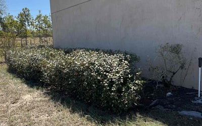 Photo of Marissa S.'s yard after getting tree care in Bartow, FL