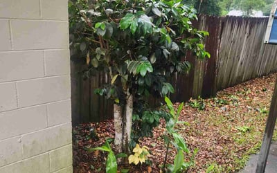 Photo of Kimberly C.'s yard after getting tree care in Tallahassee, FL