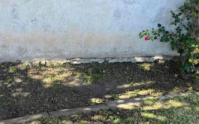 Photo of Angela T.'s yard after getting landscaping in Los Angeles, CA