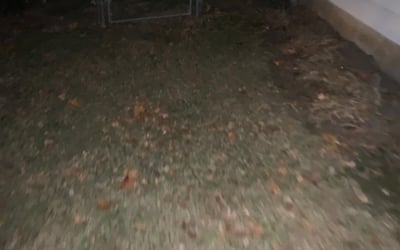 Photo of David D.'s yard after getting landscaping in Breckenridge, MO