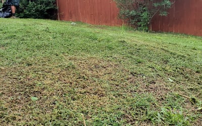 Photo of Jason P.'s yard after getting landscaping in Smithville, TX