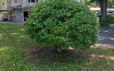 Photo of Barbara O.'s yard after getting landscaping in Livonia, MI