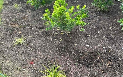 Photo of Jan R.'s yard after getting landscaping in Lexington, NC