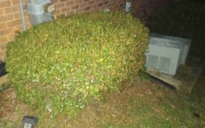 Photo of Mary A.'s yard after getting landscaping in Smyrna, SC