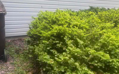 Photo of Joy M.'s yard after getting landscaping in Cottage Grove, MN