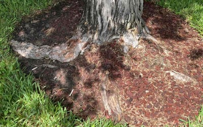 Photo of Kelly G.'s yard after getting landscaping in Myakka City, FL