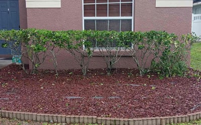 Photo of Maria B.'s yard after getting landscaping in Orange City, FL