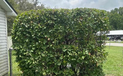 Photo of Phillip J.'s yard after getting landscaping in Bradley, FL