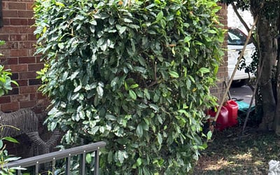 Photo of Cheryl B.'s yard after getting landscaping in Augusta, GA