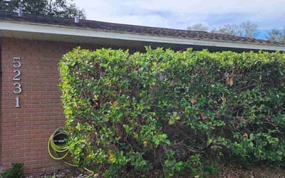 Photo of Sean B.'s yard after getting landscaping in Seffner, FL