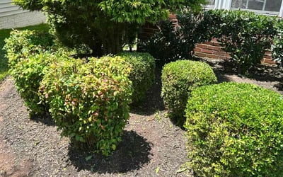 Photo of Donna L.'s yard after getting landscaping in Fairfax, VA
