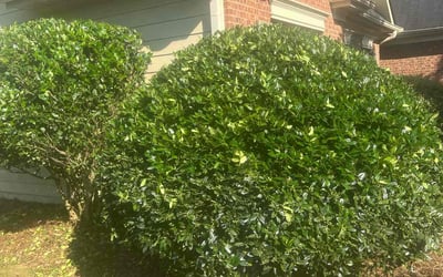 Photo of Brenda D.'s yard after getting landscaping in Dacula, GA