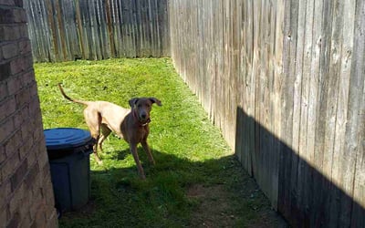 Photo of Melissa T.'s yard after getting landscaping in Keene, TX