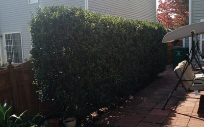 Photo of Heather K.'s yard after getting landscaping in Smyrna, SC