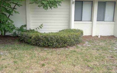 Photo of Shaneka J.'s yard after getting tree care in Winter Springs, FL