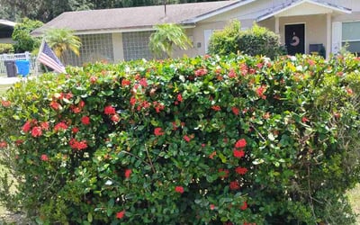 Photo of Katherine U.'s yard after getting tree care in Ruskin, FL