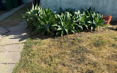 Photo of Monique A.'s yard after getting tree care in Marysville, CA