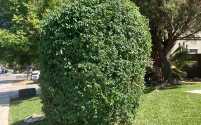 Photo of Michael B.'s yard after getting landscaping in Lake Elsinore, CA