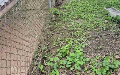 Photo of Olivia M.'s yard after getting landscaping in Florissant, MO