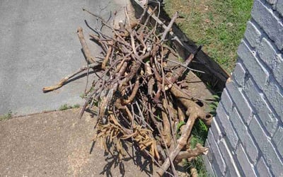 Photo of Kimberly C.'s yard after getting landscaping in Memphis, TN
