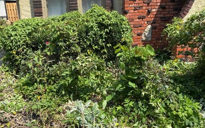 Photo of Maureen M.'s yard after getting landscaping in Kansas City, MO
