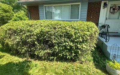 Photo of Kevin C.'s yard after getting landscaping in Alexandria, VA