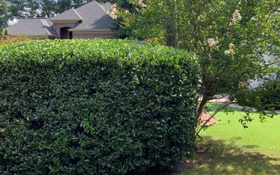 Photo of Jessica W.'s yard after getting landscaping in Woodbury, GA