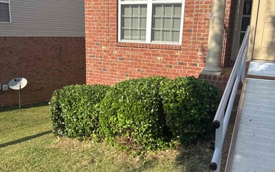 Photo of Penelope B.'s yard after getting tree care in Nashville, TN