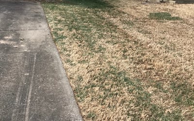 Photo of Shelley B.'s yard after getting landscaping in Amsterdam, MO