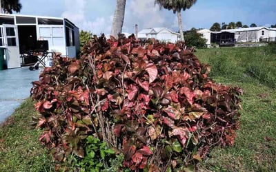 Photo of Kenneth L.'s yard after getting landscaping in Englewood, FL
