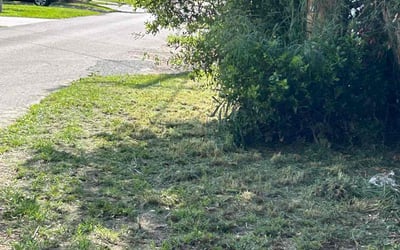 Photo of Emilia V.'s yard after getting tree care in Clermont, FL