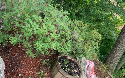 Photo of Kathy B.'s yard after getting landscaping in Sterling, MA
