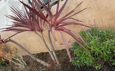 Photo of Henry B.'s yard after getting tree care in Palo Alto, CA