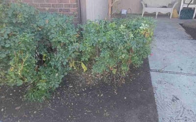Photo of Chris W.'s yard after getting landscaping in Middleton, ID