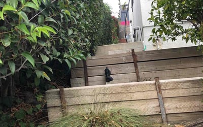 Photo of Adina L.'s yard after getting landscaping in Canoga Park, CA