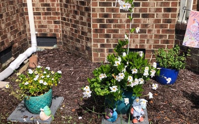 Photo of Charmian W.'s yard after getting tree care in Hampton, VA